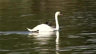 Blonde milf ready for a cock