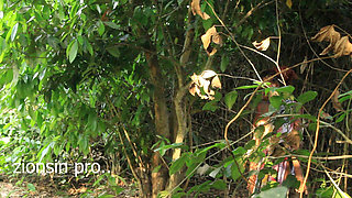 Very Black Man From Uganda Fuck Teen Big Boobs Girl Friend in Their Farmland