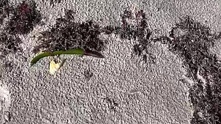 Day at the Beach with 67 Goddess