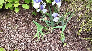 Flashing And Masturbating At The Botanical Garden