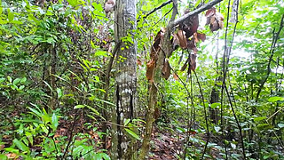 Thai Teenagers get Lost in the Forest and get Horny, so they have Sex.