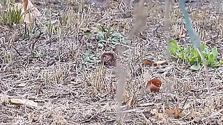 Pissing Compilation. Golden Rain. Femdom Piss. Shaving Pussy. Ep 10315