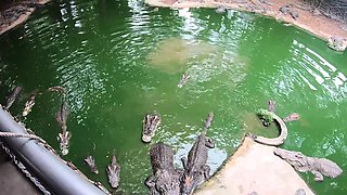 Crocodiles Munching And Making His Amateur Thai GF Cum Hard