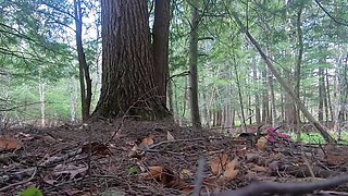 Horny babe Candy Cat hot solo masturbation outdoors